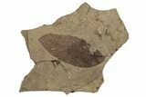 Leaf Fossil - McAbee, BC #255602-1
